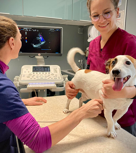 Contact clinique vétérinaire des Alizés