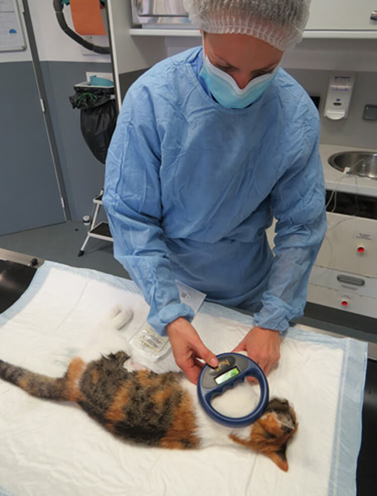 Consultation vétérinaire chat