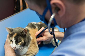 Bilan sénior - Clinique vétérinaire Les Alizés