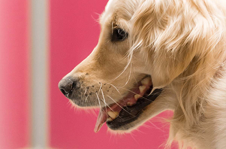 Plan de prévention - CLinique vétérinaire Les Alizés