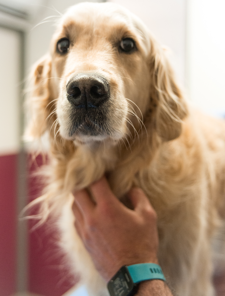 Vétérinaire aux sables d'Olonne les Alizés